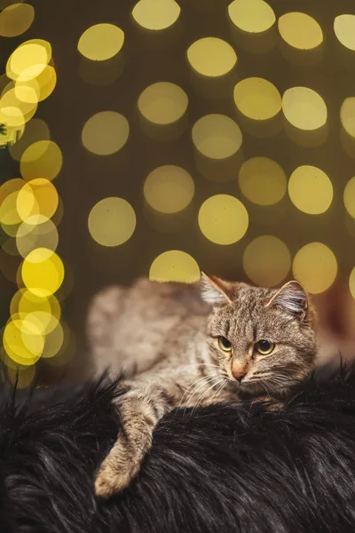 Krásná Kocour Pozadí Bokeh Vánoční Girlandy Kočka Pozadí Vánočního Stromečku — Stock fotografie