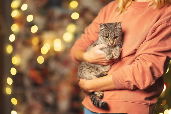 Beautiful mongrel cat on the hands of a girl on the background of bokeh Christmas garlands. Cat in hand on the background of the Christmas tree. Gray striped cat on the background of bokeh bulbs lights