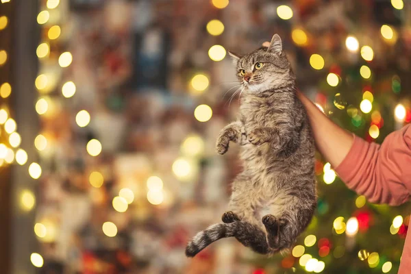 クリスマス ガーランドを背景に首によって上げられた猫 クリスマスツリーの背景に猫 電球を背景にした灰色の縞模様の猫 — ストック写真