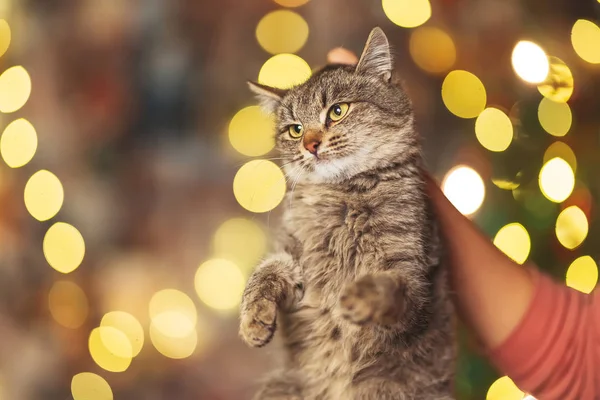 Kot Wychowany Szyję Tle Bożonarodzeniowych Girland Bokeh Kot Tle Choinki — Zdjęcie stockowe