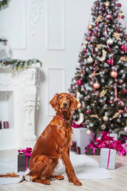 Dog Irish red setter on the background of Christmas decorations. Big brown dog on the background of a Christmas tree. Irish setter on the background of new year decorations