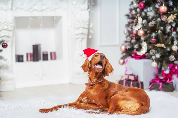 Cão Setter Vermelho Irlandês Chapéu Papai Noel Fundo Decorações Natal — Fotografia de Stock