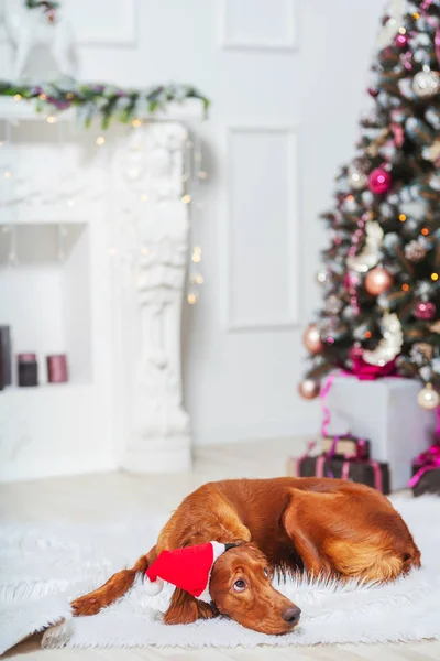 Irischer Roter Setzhund Mit Weihnachtsmann Hut Auf Dem Hintergrund Von — Stockfoto