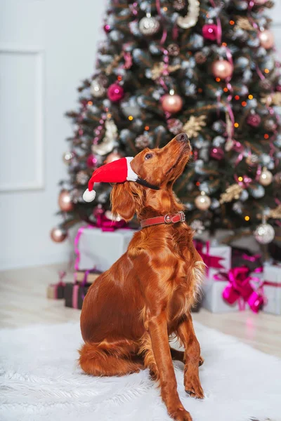 在圣诞装饰的背景下 爱尔兰红狗戴着圣诞老人的帽子 圣诞树背景上的一只棕色大狗 头戴圣诞礼帽 爱尔兰色彩艳丽 背景为新年装饰 — 图库照片