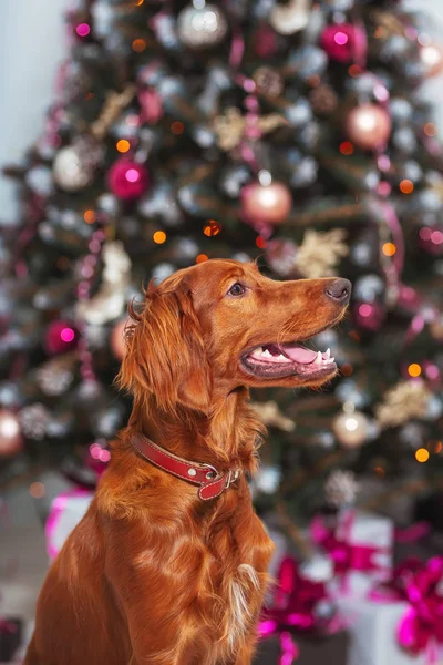Cão Irlandês Vermelho Setter Fundo Decorações Natal Grande Cão Marrom — Fotografia de Stock