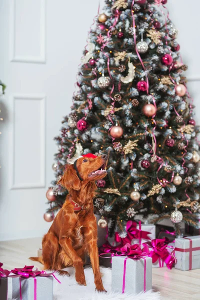 クリスマスの装飾の背景にサンタクロースの帽子のアイルランドの赤いセッター犬 サンタの帽子の縁とクリスマスツリーの背景に大きな茶色の犬 新年の装飾の背景にアイルランドのセッター — ストック写真