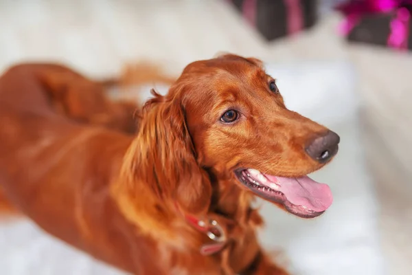 Portrait Irish Red Setter Dog Beautiful Thoroughbred Big Brown Dog — Stock Photo, Image