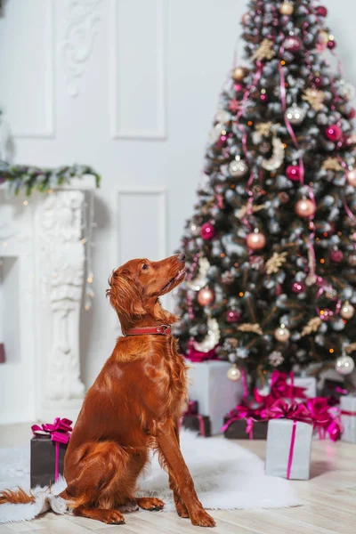 Cão Irlandês Vermelho Setter Fundo Decorações Natal Grande Cão Marrom — Fotografia de Stock