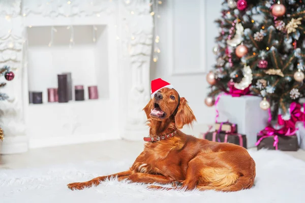 Irish red setter dog in Santa Claus hat on the background of Christmas decorations. Big brown dog on Christmas tree background with Santa hat rim. Irish setter on the background of new year decorations — Stock Image Irish Red Setter Dog Santa Claus Hat Background Christmas Decorations Stock Image