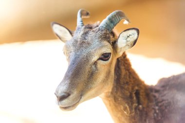 Dişi dağ keçisi. Hayvanat bahçesinde vahşi bir dağ keçisini cilalamak. Keçi tüyü dokusunu güncelliyorum.