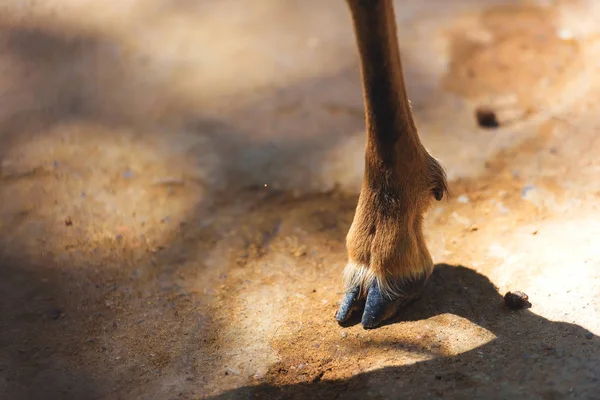 Hoeven Van Een Klein Gehoornde Dier Benen Van Een Vrouwelijke — Stockfoto