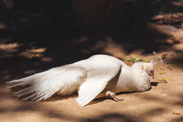 Bílý Páví Samec Bílý Páv Odpočívá Zemi Albín Páv Zoo — Stock fotografie