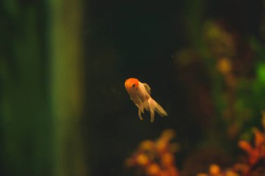 Akvaryumdaki süs balığı. Hayvanat bahçesinde büyük bir akvaryum. Güney Kazakistan 'daki Şymkent hayvanat bahçesi.