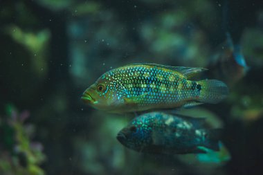 Akvaryumdaki balıklar. Hayvanat bahçesinde büyük bir akvaryum. Okyanustaki balıklar. Güney Kazakistan 'daki Şymkent hayvanat bahçesi.