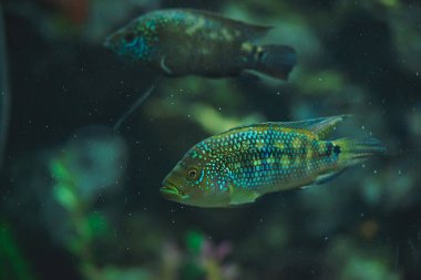 Akvaryumdaki balıklar. Hayvanat bahçesinde büyük bir akvaryum. Okyanustaki balıklar. Güney Kazakistan 'daki Şymkent hayvanat bahçesi.