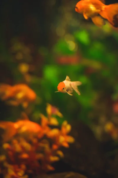 Peixes Ouro Aquário Grande Aquário Jardim Zoológico Jardim Zoológico Cidade — Fotografia de Stock