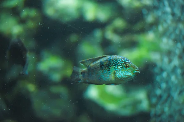 Риба Акваріумі Великий Акваріум Зоопарку Риба Океанаріумі Зоопарк Міста Шимкент — стокове фото