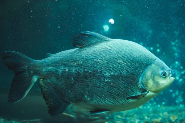 Los Peces Acuario Gran Acuario Zoológico Pescado Oceanario Zoológico Ciudad — Foto de Stock