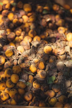 Yere düşmüş bir kayısı. Kayısı arka planının dokusu. Bahçede bir ağacın altında olgun bir kayısı.