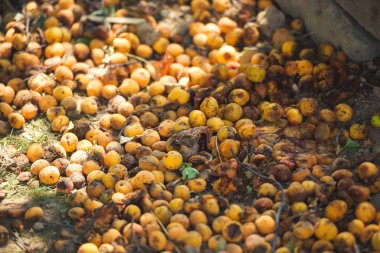 Yere düşmüş bir kayısı. Kayısı arka planının dokusu. Bahçede bir ağacın altında olgun bir kayısı.
