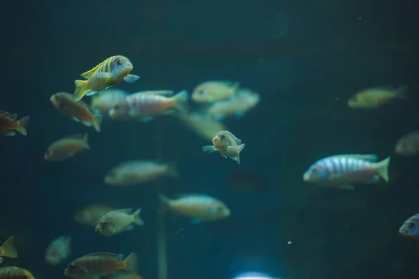 Peixes Aquário Grande Aquário Jardim Zoológico Peixes Oceanário Jardim Zoológico — Fotografia de Stock