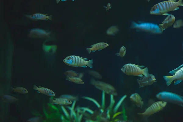 Peixes Aquário Grande Aquário Jardim Zoológico Peixes Oceanário Jardim Zoológico — Fotografia de Stock