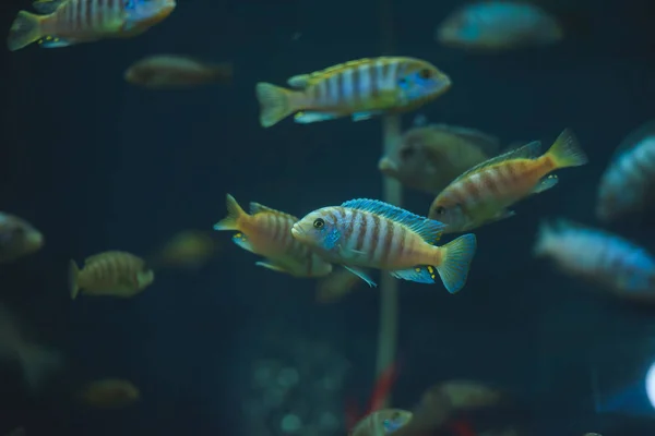 Peixes Aquário Grande Aquário Jardim Zoológico Peixes Oceanário Jardim Zoológico — Fotografia de Stock