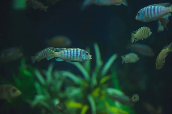 Peixes Aquário Grande Aquário Jardim Zoológico Peixes Oceanário Jardim Zoológico — Fotografia de Stock