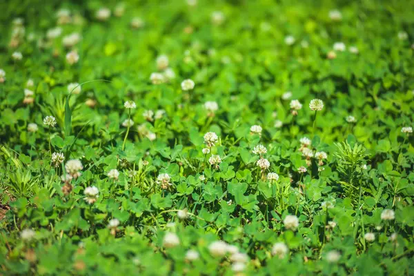 Clover Instead Lawn Grass Texture Clovers Field White Flowered Clover — Stock Photo, Image