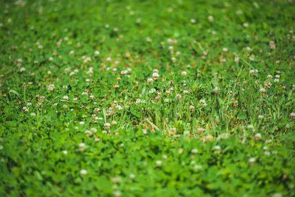 Clover Instead Lawn Grass Texture Clovers Field White Flowered Clover — Stock Photo, Image