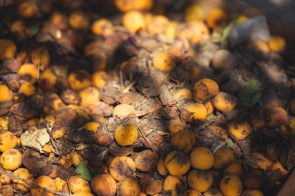 Yere düşmüş bir kayısı. Kayısı arka planının dokusu. Bahçede bir ağacın altında olgun bir kayısı.