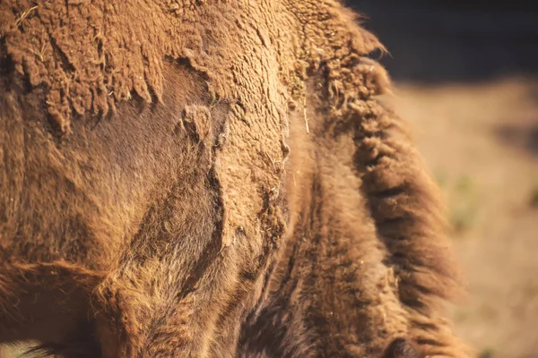 Zbliżenie Włosy Bizona Tekstura Buffalo Ukryć Wełnę Sezonowe Żubry Wełna — Zdjęcie stockowe