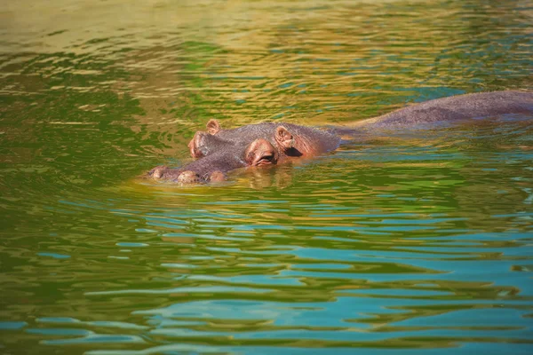 Hippo Dans Eau Lac Hippopotamus Dans Zoo Captivité Zoo Ville — Photo