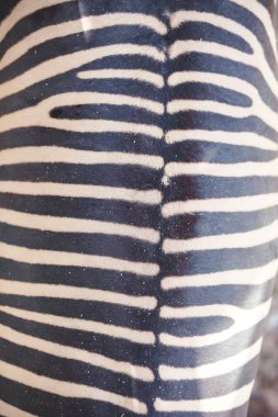 Zebra derisi dokusu. Zebra rengi yakın plan. Zebra 'nın vücudunda çizgiler