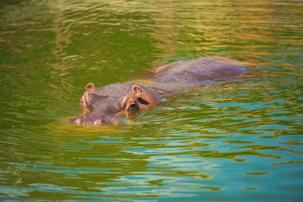 Flodhäst Vattnet Sjön Flodhäst Zoo Fångenskap Djurparken Staden Shymkent Södra — Stockfoto