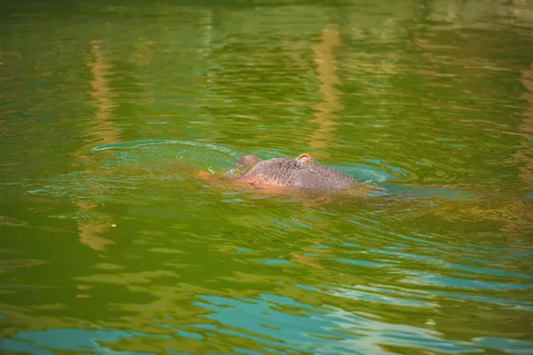 Nilpferd Wasser See Flusspferde Zoo Gefangenschaft Der Zoo Der Stadt — Stockfoto