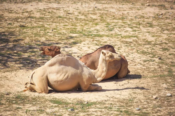 Dwa Wielbłądy Leżą Ziemi Wielbłądy Wakacjach Zoo Dzikie Zwierzę Zoo — Zdjęcie stockowe