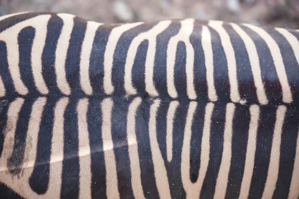 Textura Pele Zebra Cor Zebra Close Listras Sobre Corpo Zebra — Fotografia de Stock