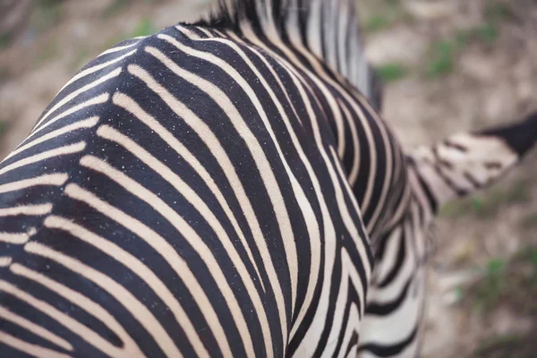 Struttura Della Pelle Zebra Avvicinamento Del Colore Zebra Strisce Sul — Foto Stock