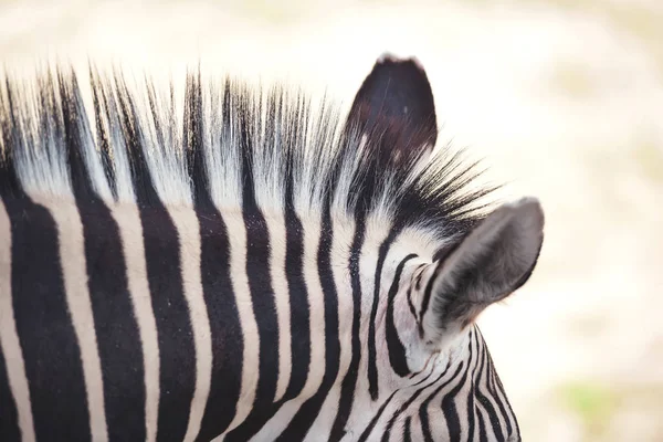 Struktura Skóry Zebry Zebra Kolor Zbliżenie Paski Ciele Zebry — Zdjęcie stockowe