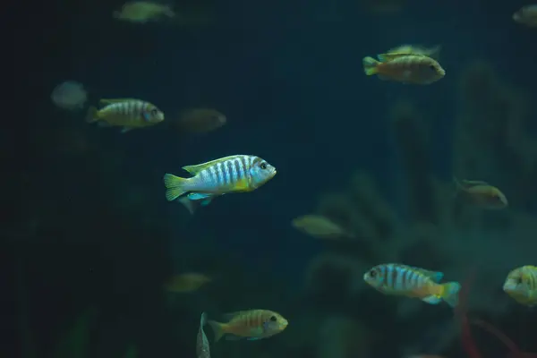 Peixes Aquário Grande Aquário Jardim Zoológico Peixes Oceanário Jardim Zoológico — Fotografia de Stock