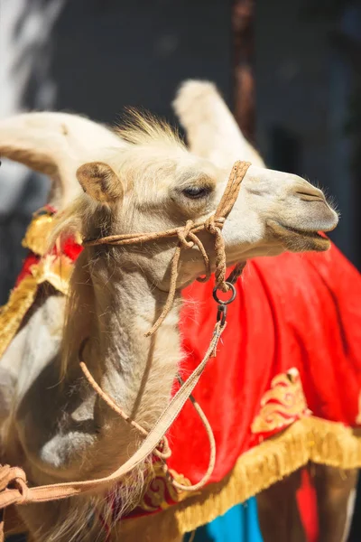 Camello Una Manta Roja Foto Por Dinero Con Camello Cabeza — Foto de Stock