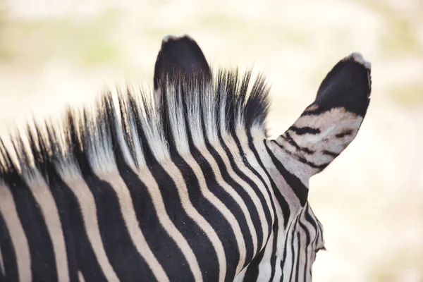 Bakhuvudet Öronen Manen Och Huvudet Zebra Konsistensen Huden Zebra Närbild — Stockfoto