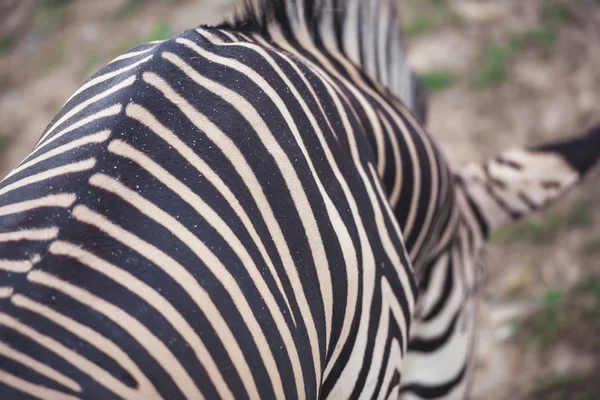 Zebra Hudstruktur Zebra Färg Närbild Ränder Zebras Kropp — Stockfoto