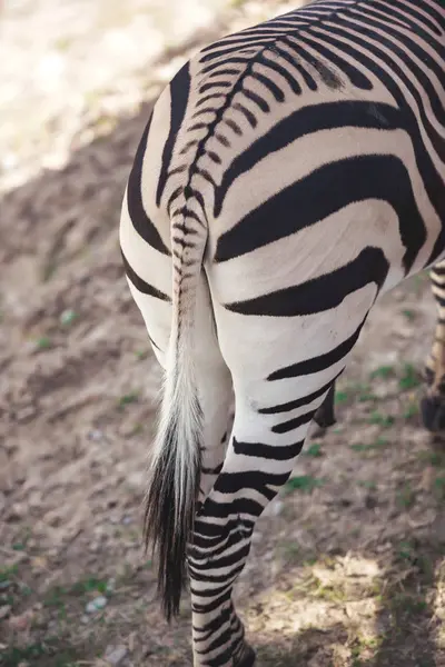 Tail Ass Zebra Texture Hide Zebra Close Hind Legs Zebra — Zdjęcie stockowe