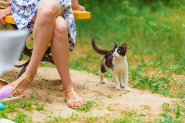 Kedi sokakta siyah ve beyazdır. Evsiz bir hayvan yürüyor. Evsiz benekli kedi
