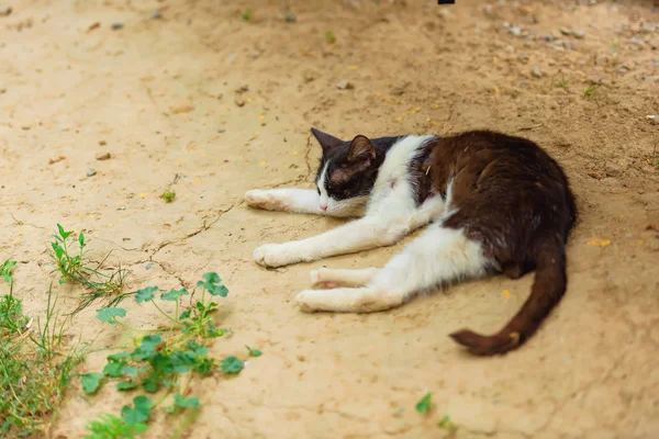 Γάτα Είναι Ασπρόμαυρη Στο Δρόμο Ένα Άστεγο Ζώο Περπατάει Άστεγη — Φωτογραφία Αρχείου