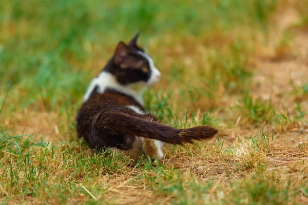 Kočka Černobílá Ulici Bezdomovecké Zvíře Chodí Kočka Bez Domova — Stock fotografie