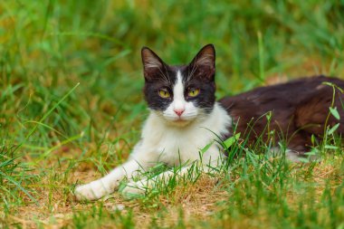 Kedi sokakta siyah ve beyazdır. Evsiz bir hayvan yürüyor. Evsiz benekli kedi