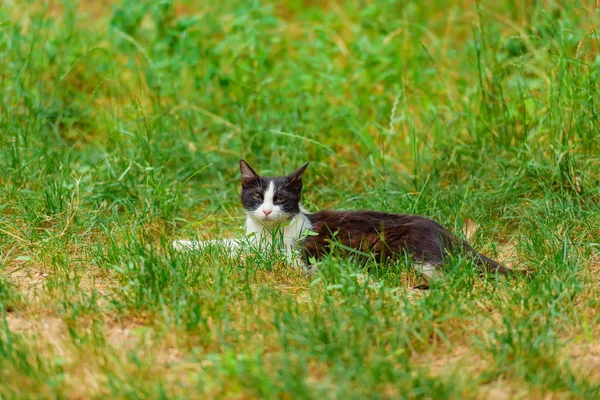 The cat is black and white in the street. A homeless animal walks. Homeless spotted cat